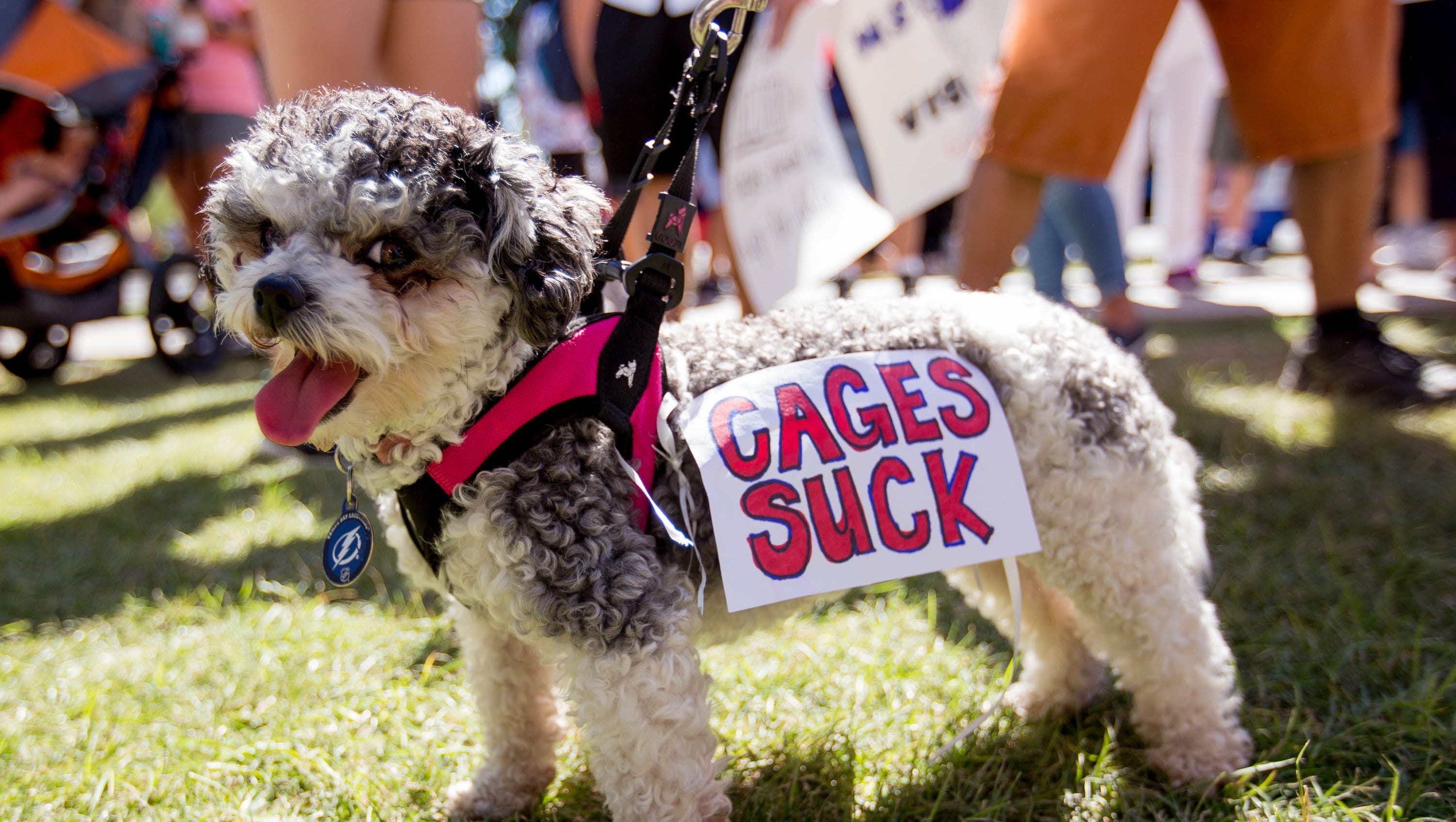 Marla Pooch, a poodle mix, poses for a portrait during