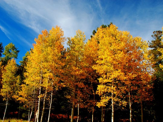 Here S Where To See Arizona S Fall Colors