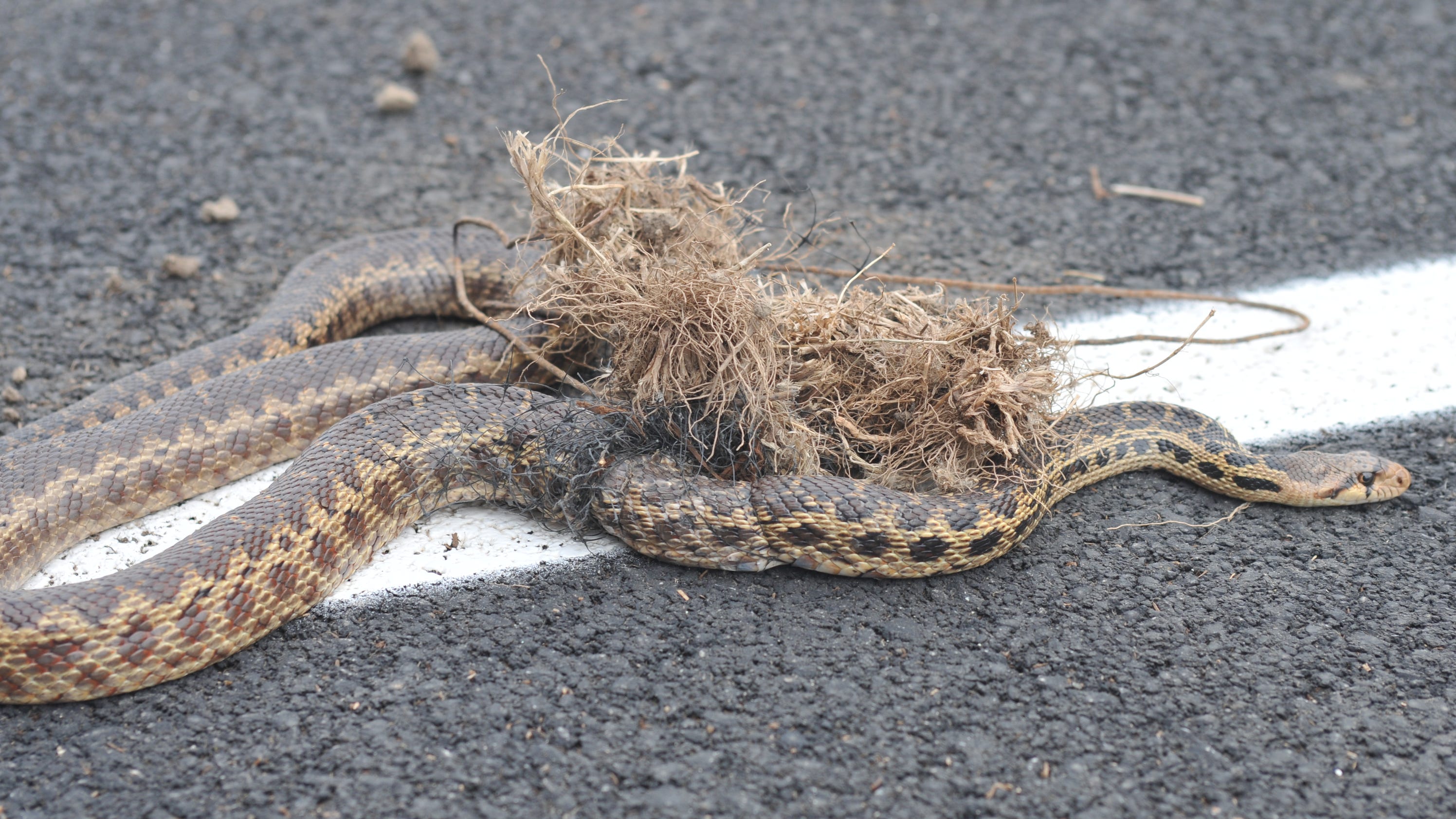 Snake doesn't scare dogooder away