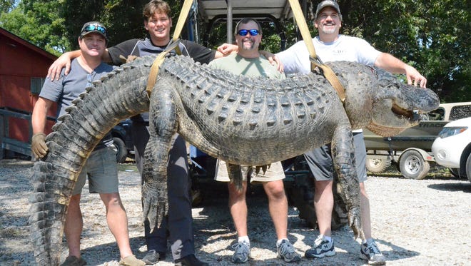 Changes in the alligator hunting permitting process and dates have been confirmed.