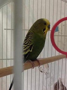 clover-parakeet