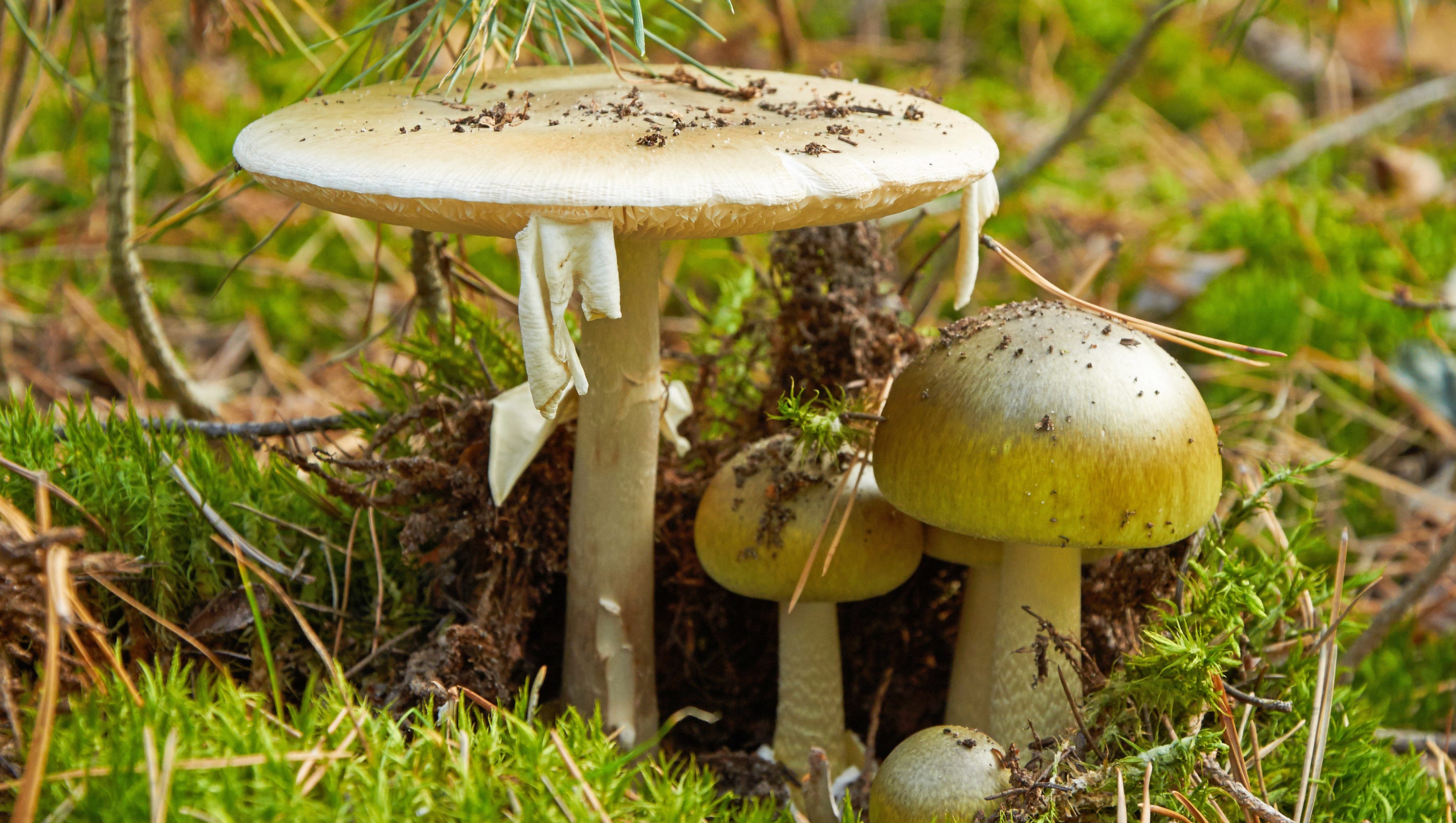 'Death cap' wild mushrooms poison 14 in California