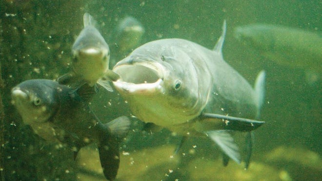 Hunting and fishing groups have teamed up to support a plan for preventing Asian carp from reaching the Great Lakes. They have formed the Great Lakes Conservation Coalition, which will push for funding of a strategy proposed by the U.S. Army Corps of Engineers