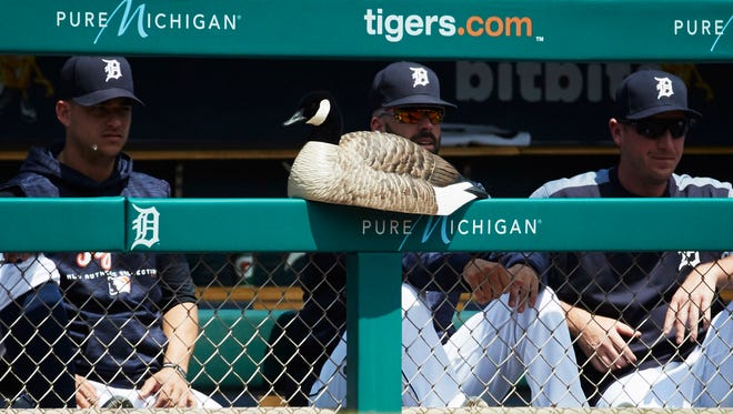 A goose decoy sits in the Tigers dugout during the first inning Thursday, May 31, 2018, in Comerica Park.