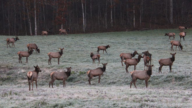 The Conservation Department reintroduced elk to Missouri's Peck Ranch in southeast Missouri in 2011. The herd now is about 170 strong, excluding this spring's crop of calves..