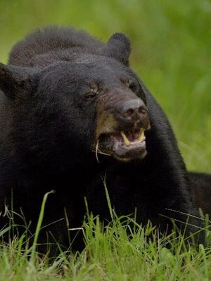 A black bear is depicted in this undated photo. Michigan has an estimated 11,000 black bears.