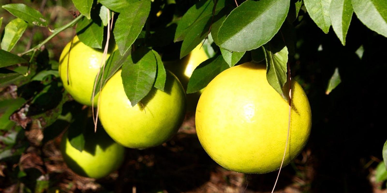 Wallpaper Why Is My Meyer Lemon Tree Dropping Its Leaves For Free