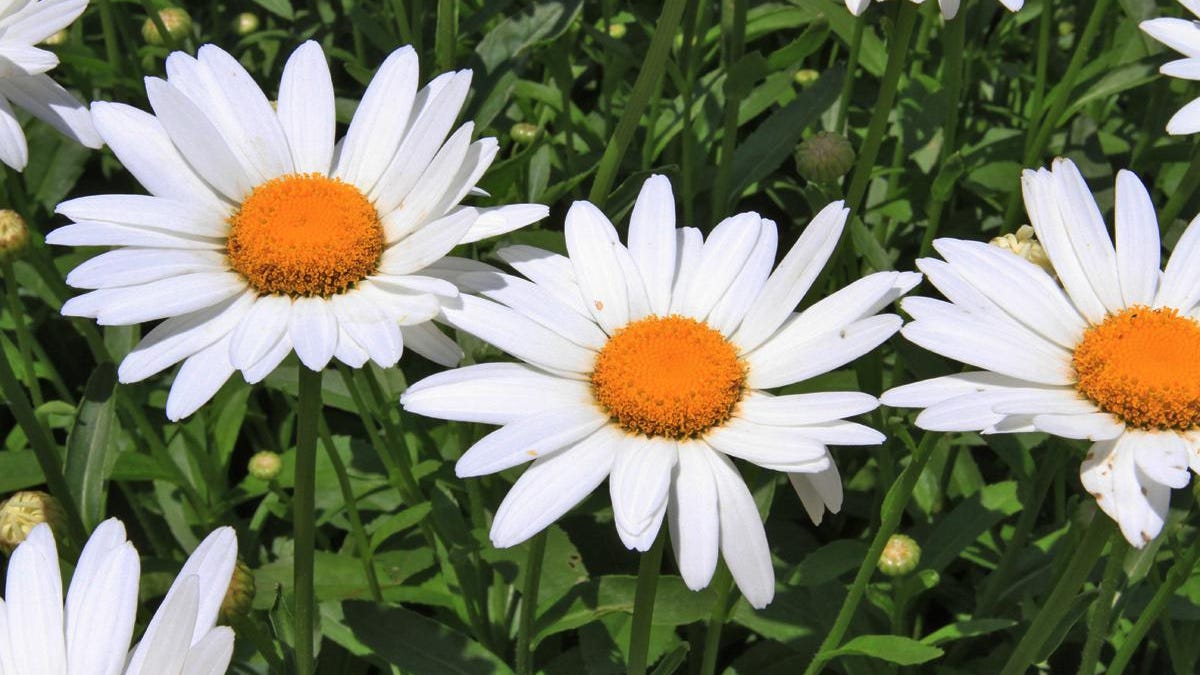 Daisies bring a sunny look to the garden