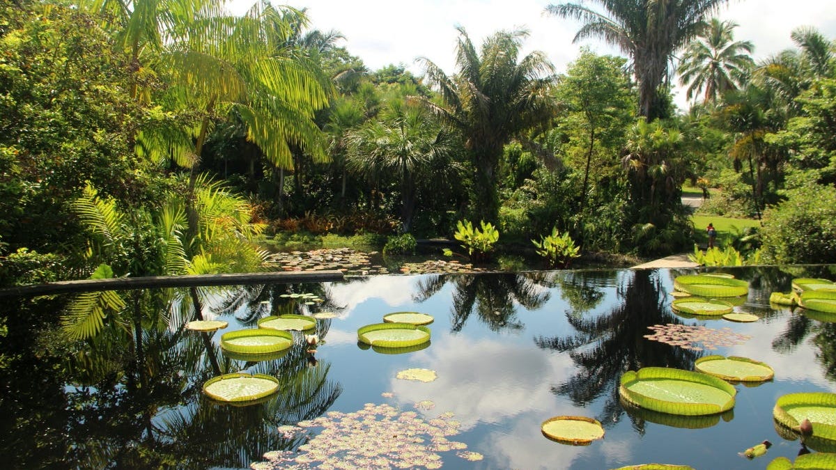 Victoria water lilies in bloom at Naples Botanical Garden