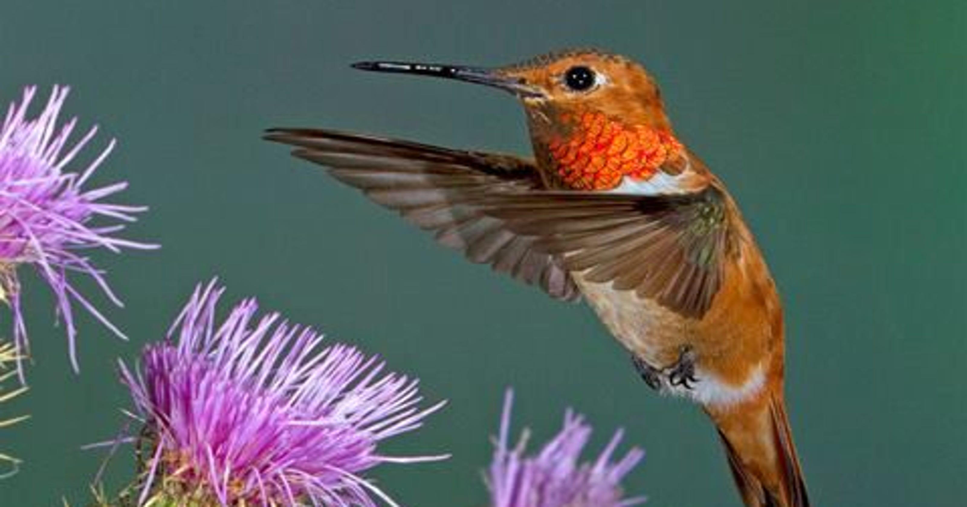 Arizona hummingbird festivals