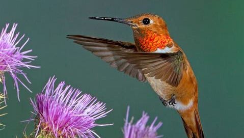 Arizona hummingbird festivals