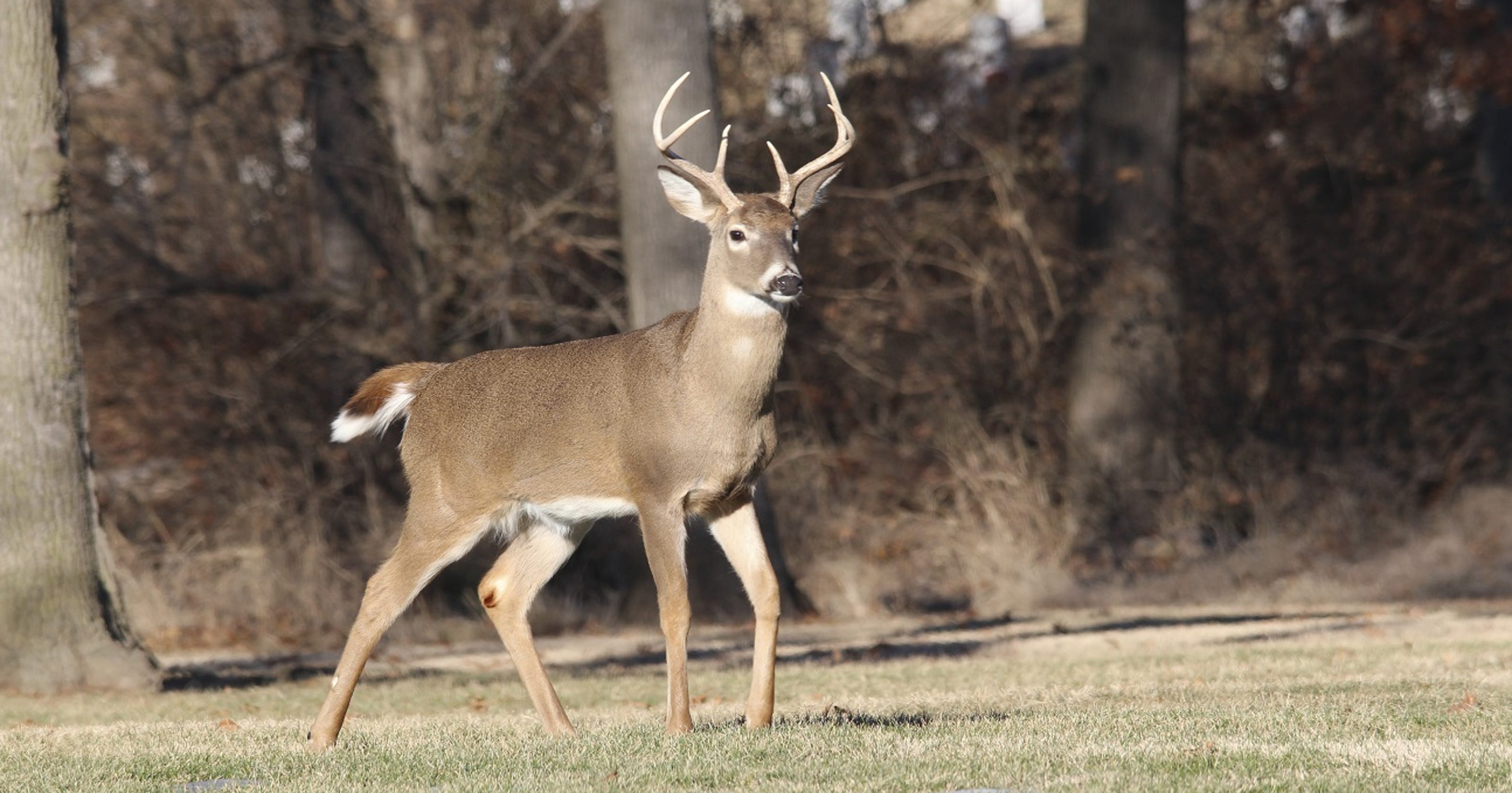 Car sends deer flying, deer hits pedestrian