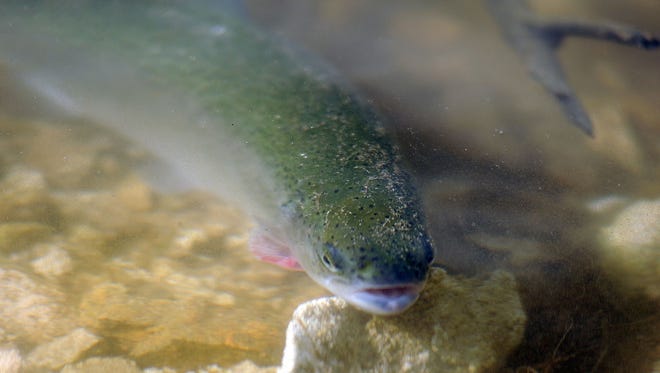 The Ohio Department of Natural Resources will be stocking Quarry Park with rainbow trout on April 6.