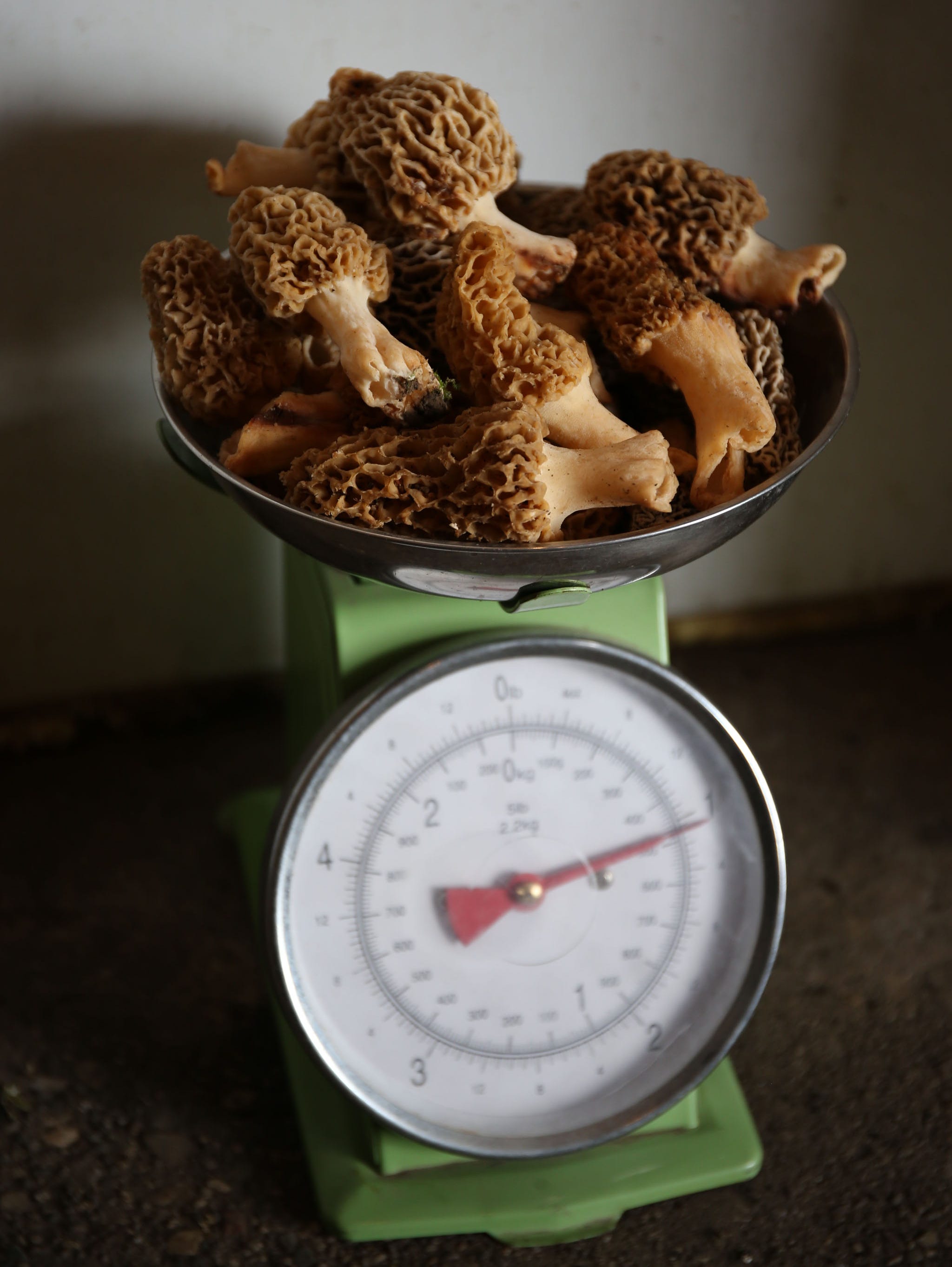 Morel Mushrooms Recipes Tips And More For Those Looking For The