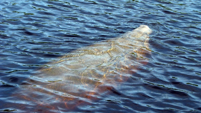Scientists with Sea to Shore Alliance, a member of the Manatee Rescue & Rehabilitation Partnership (MRP), are asking for the public’s help in locating a manatee with a missing or non-working tag. “Burnie” was last seen near Bokeelia, Pine Island, on May 30 and may be wearing the belt, tether, and tag, or possibly just the belt around her peduncle.