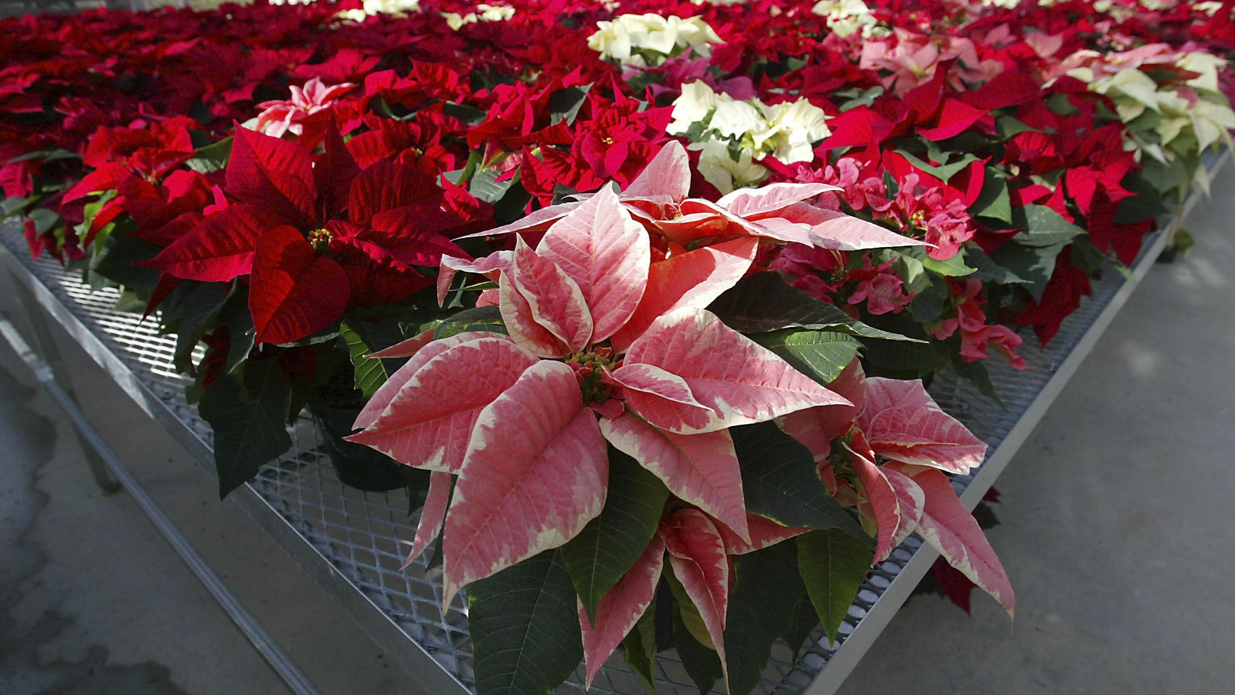 Today is National Poinsettia Day
