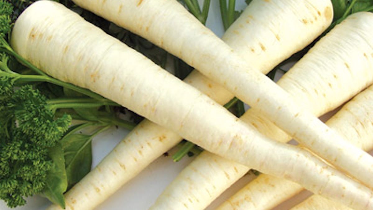 Growing Parsley Root Can Be A Challenge Growing Parsley Root Can Be A Challenge