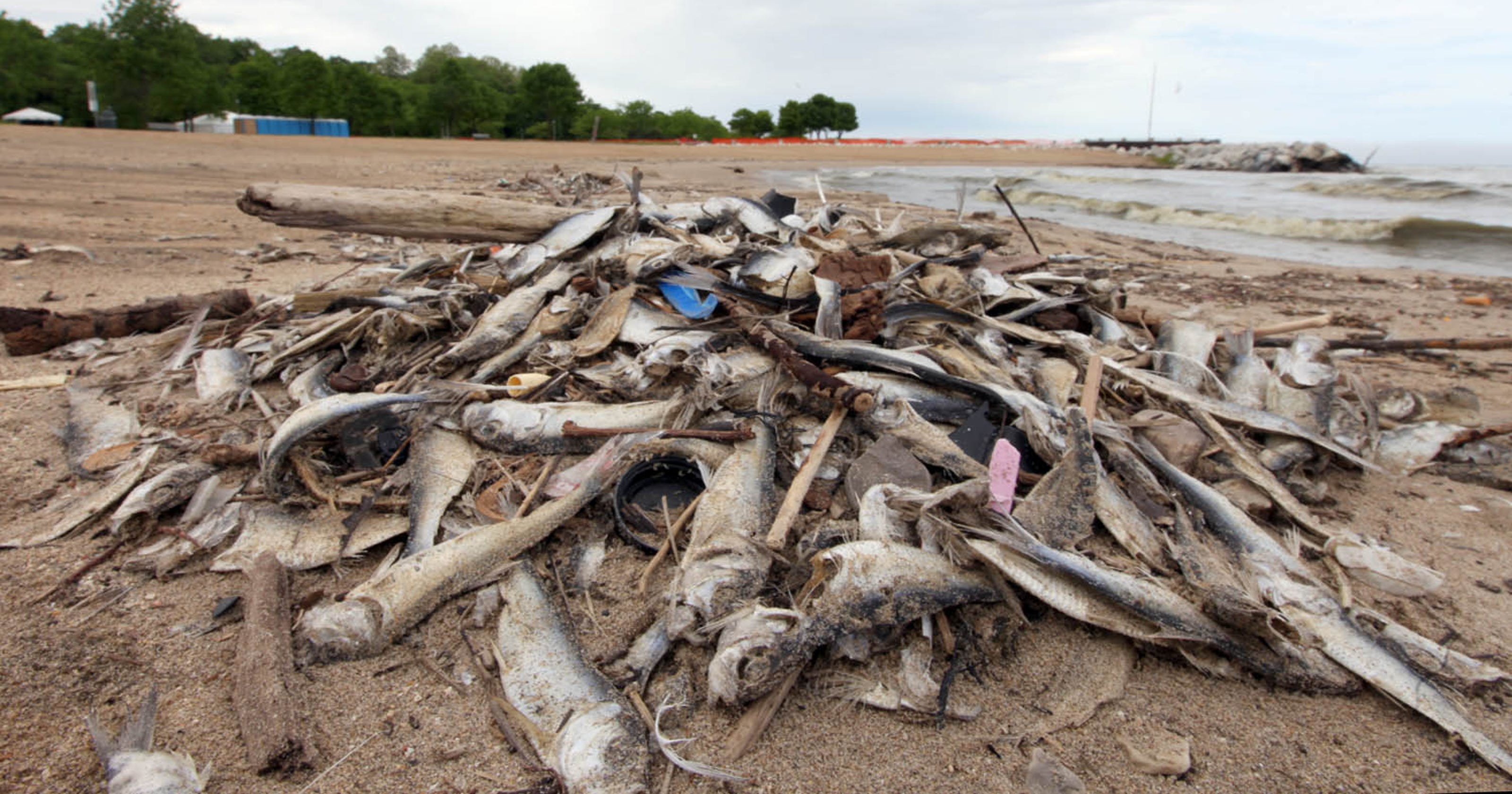 Alewife dieoff hopefully last of summer
