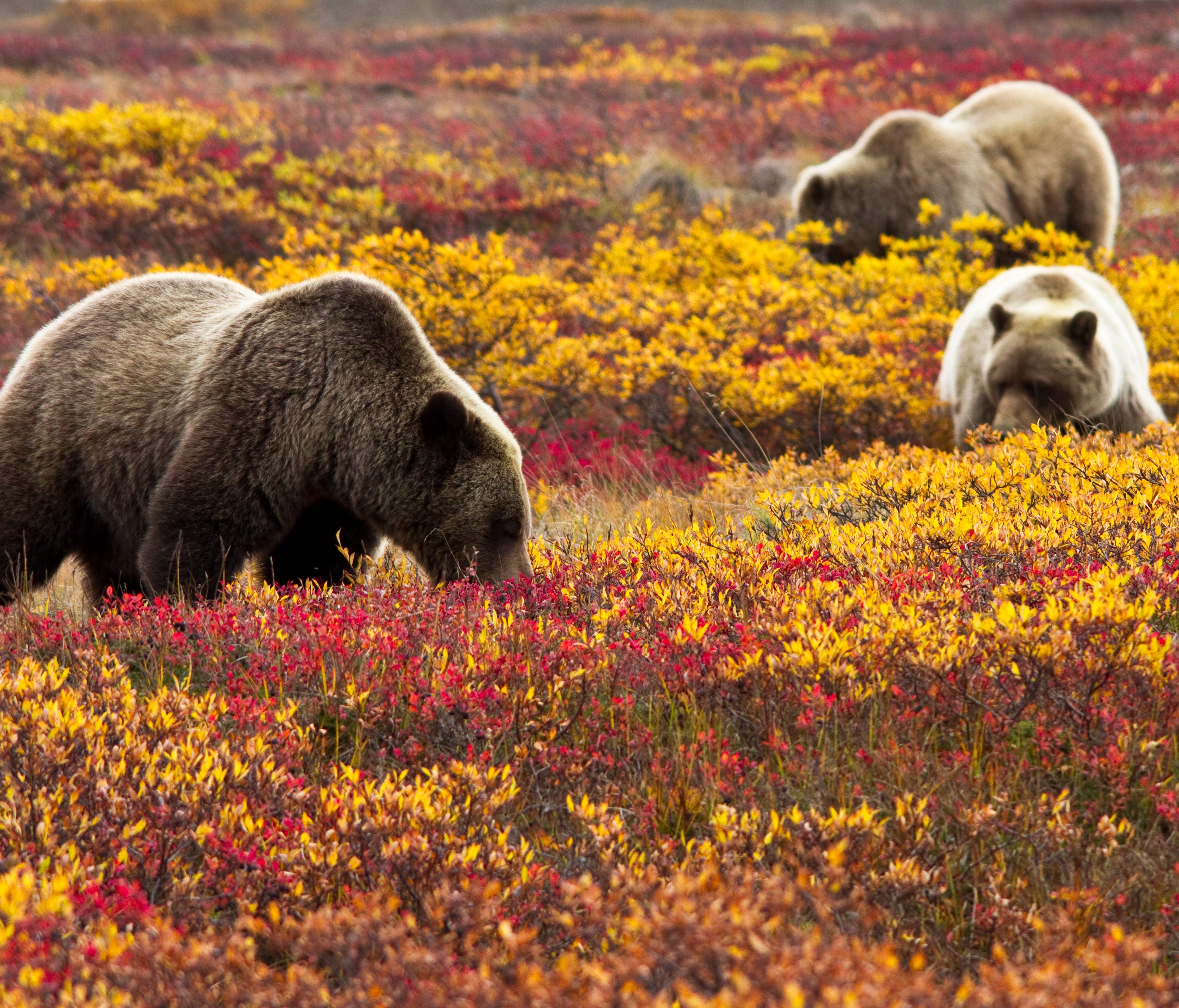Fall at Denali National Park and Preserve means gorgeous autumn colors and hungry brown bears. To get ready their long winter sleep, bears spend the summer and fall packing on the pounds -- gorging themselves on salmon, berries and grass. Sleeping sn