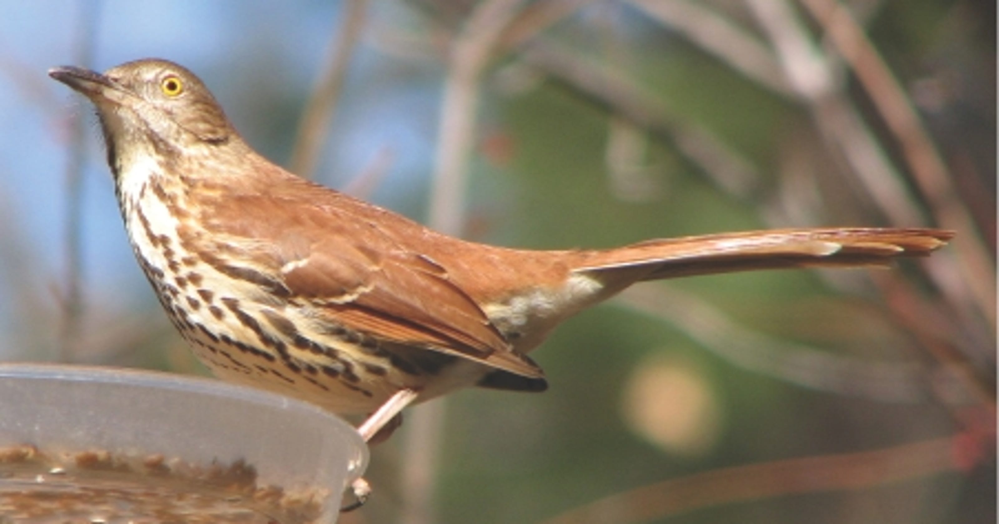 Get to know the brown thrasher