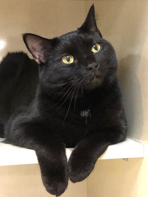 Beautiful and playful, I'm a one-year-old who loves to run and swat at bubbles.