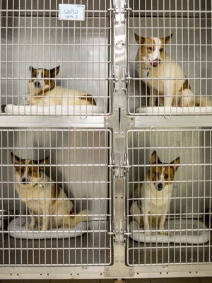 Four Norwegian spitz mix dogs look out from their cage June 21, 2016, at St. Clair County Animal Control in Port Huron Township.