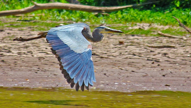 The San Pedro Riparian National Conservation Area was established in 1988 to protect the vital waterway.