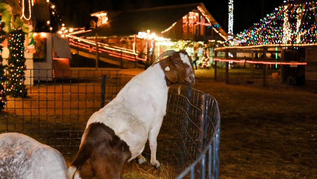 Hollywild Christmas 2022 Hollywild Holiday Lights Safari Celebrates 30 Years