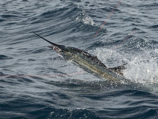 636480064049582550-sailfish.JPG