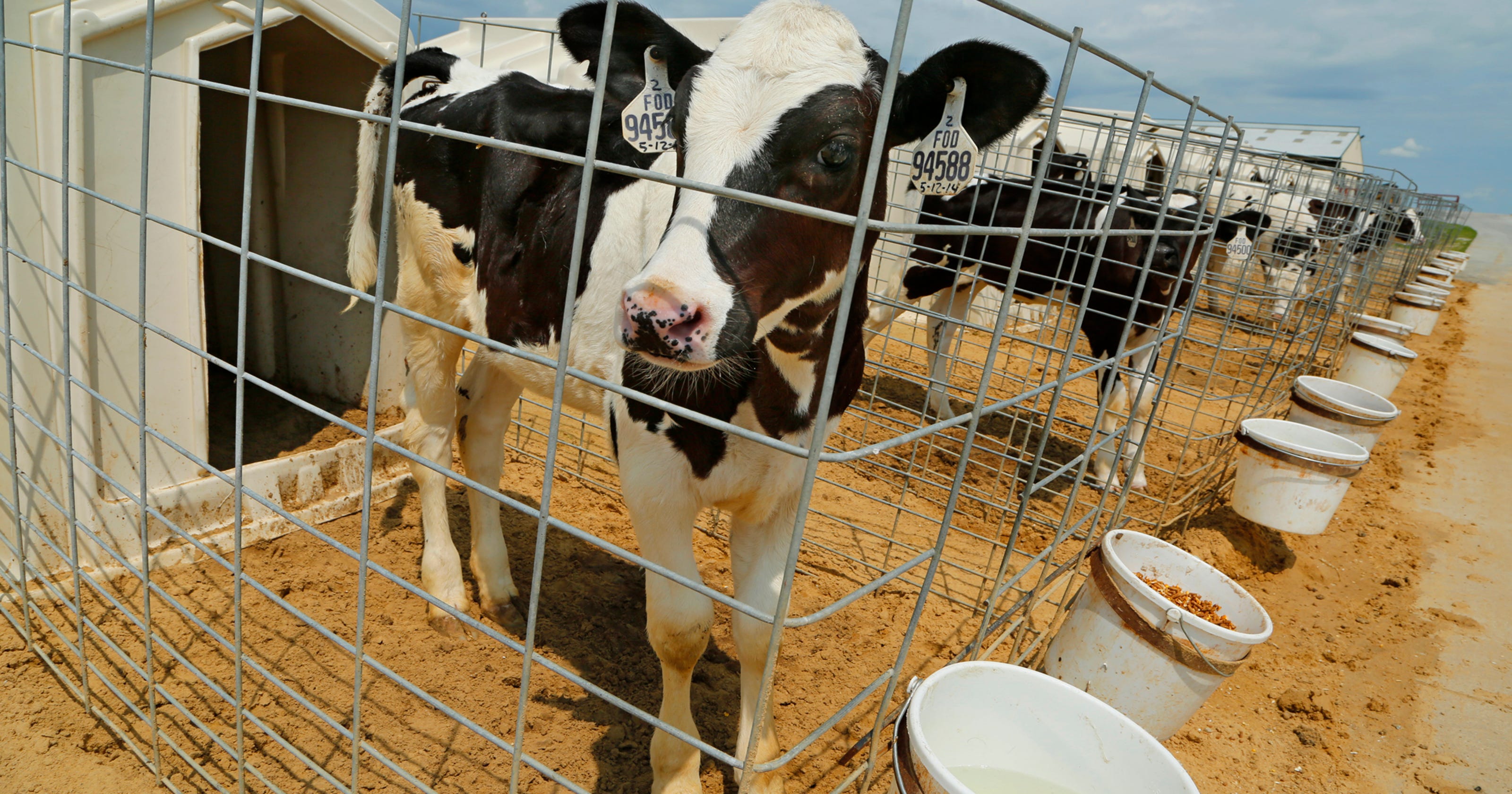 Fair Oaks Farms abuse Indiana founder admits video shows animal cruelty