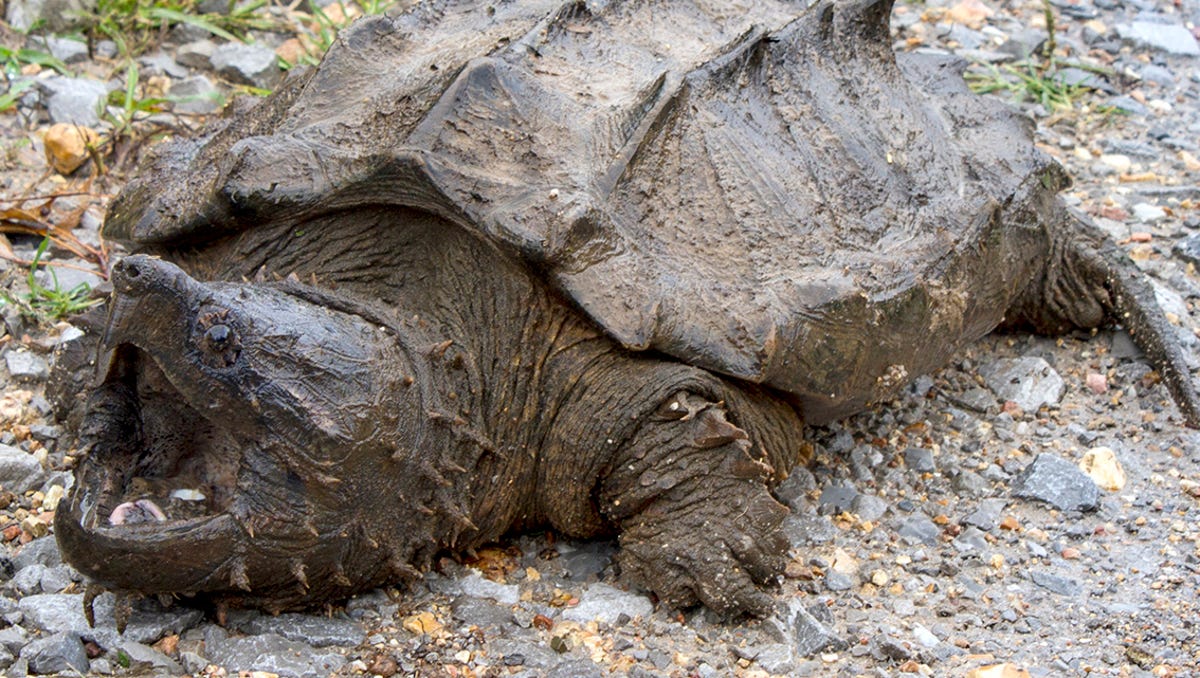 Alligator Snapping Turtle Found Wild In Illinois First In 30 Years