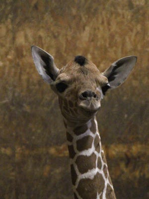Kijana, the newest giraffe at Binder Park Zoo.