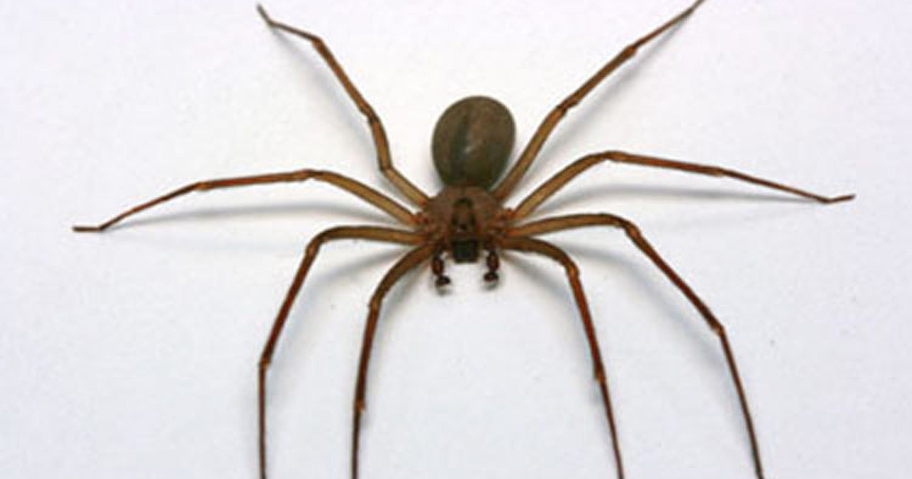 Brown Recluse Spider Found In A Kansas City Missouri Womans Ear