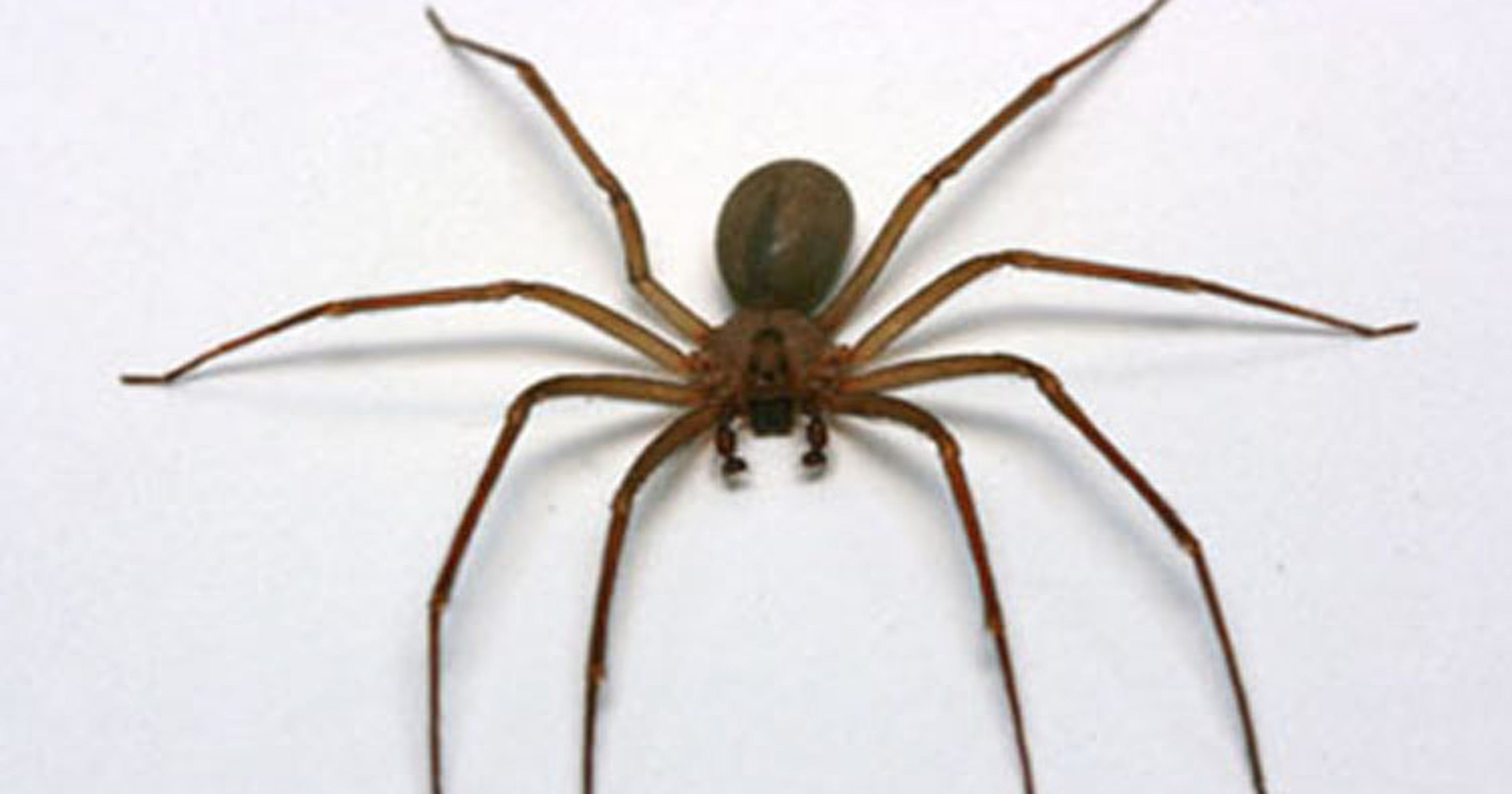 Confirmed! Brown Recluse Spiders Found In This Wisconsin City - nqqts17