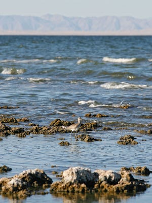 A bird feeds along the southeastern shore of the Salton Sea.