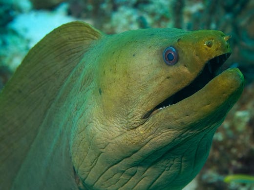 <strong>No. 1: Butler Bay Wrecks - St. Croix,&nbsp;U.S. Virgin Islands.</strong> There&rsquo;s a wreck for just about every type of diver in Butler Bay off the coast of St. Croix, as well as a few sunken abandoned cars. Among the more popular options are the Rosa Maria, a 177-foot freighter; Coakley Bay, an oil refinery tugboat; and Suffolk Maid, a large trawler.