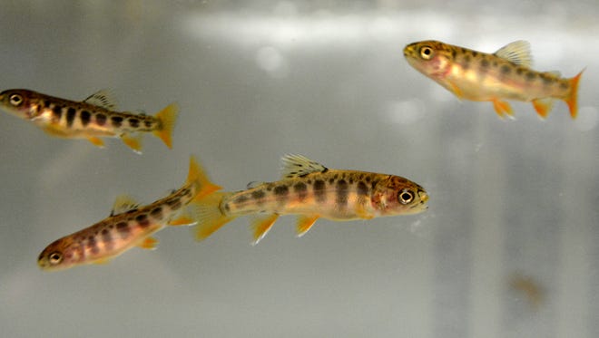 Brook trout fry swim around their tank in a York Suburban Middle School science classroom, Monday, March 13, 2017. About 70 of the 150 eggs the seventh-grade class hatched survived and will be released sometime in April. John A. Pavoncello photo