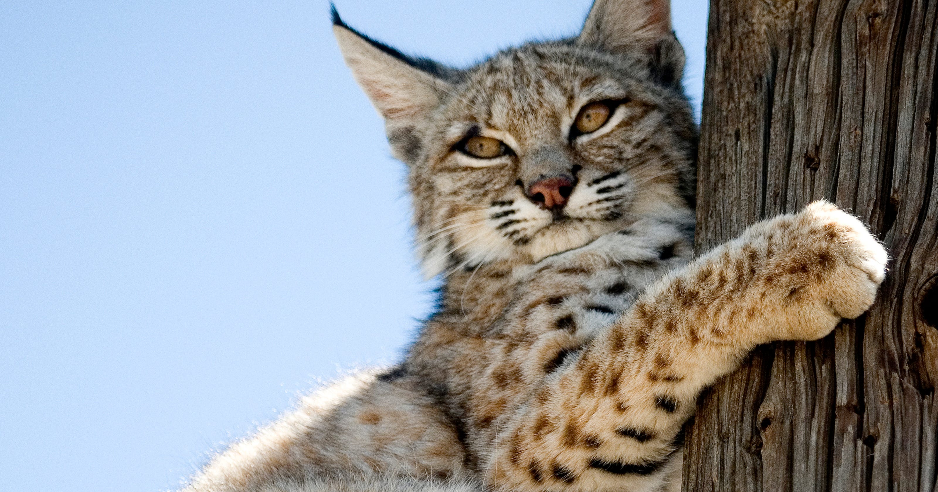 Bobcats making a comeback in Ohio, U.S.