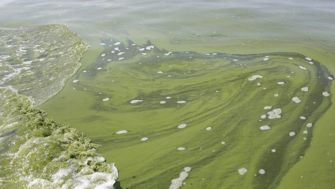 Algae is seen near the Toledo’s water intake crib in Lake Erie in 2014, about 2.5 miles off the shore of Curtice, Ohio.