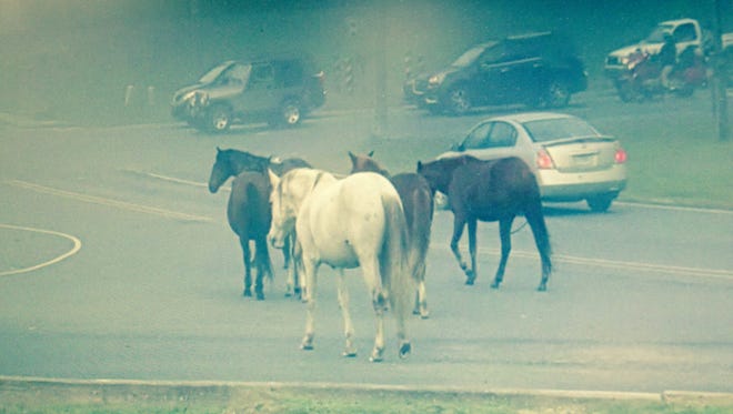 "Trespass horses" are shown on a street at Fort Polk.
