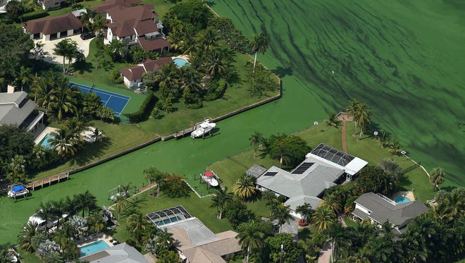 A blanket of algae covers a canal in the North River Shores neighborhood between Northwest River Trail and Northwest San Souci Street on June 24, 2016, along the St. Lucie River in Stuart.