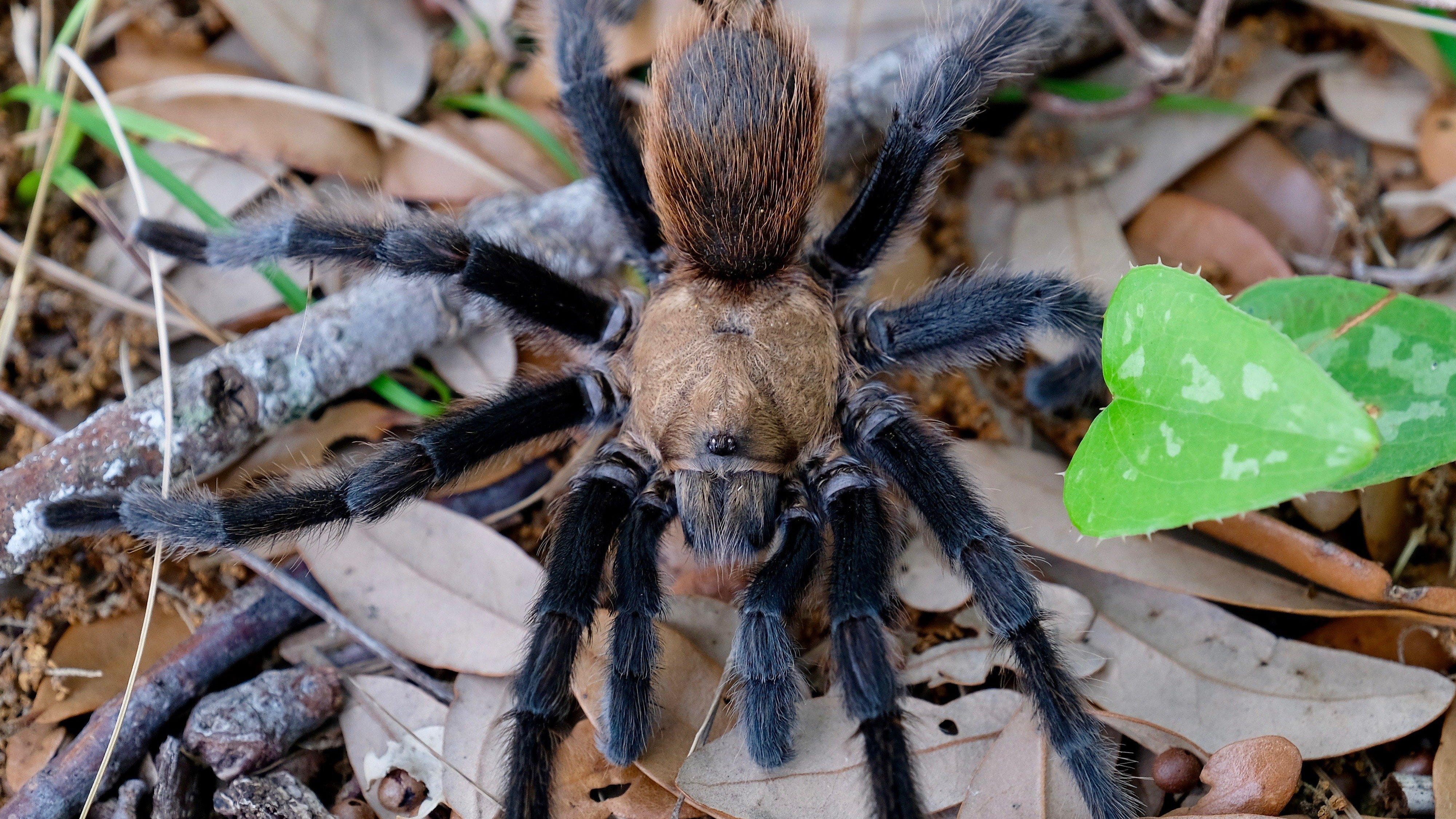 Landlord finds 19 tarantulas and python in abandoned Maine apartment