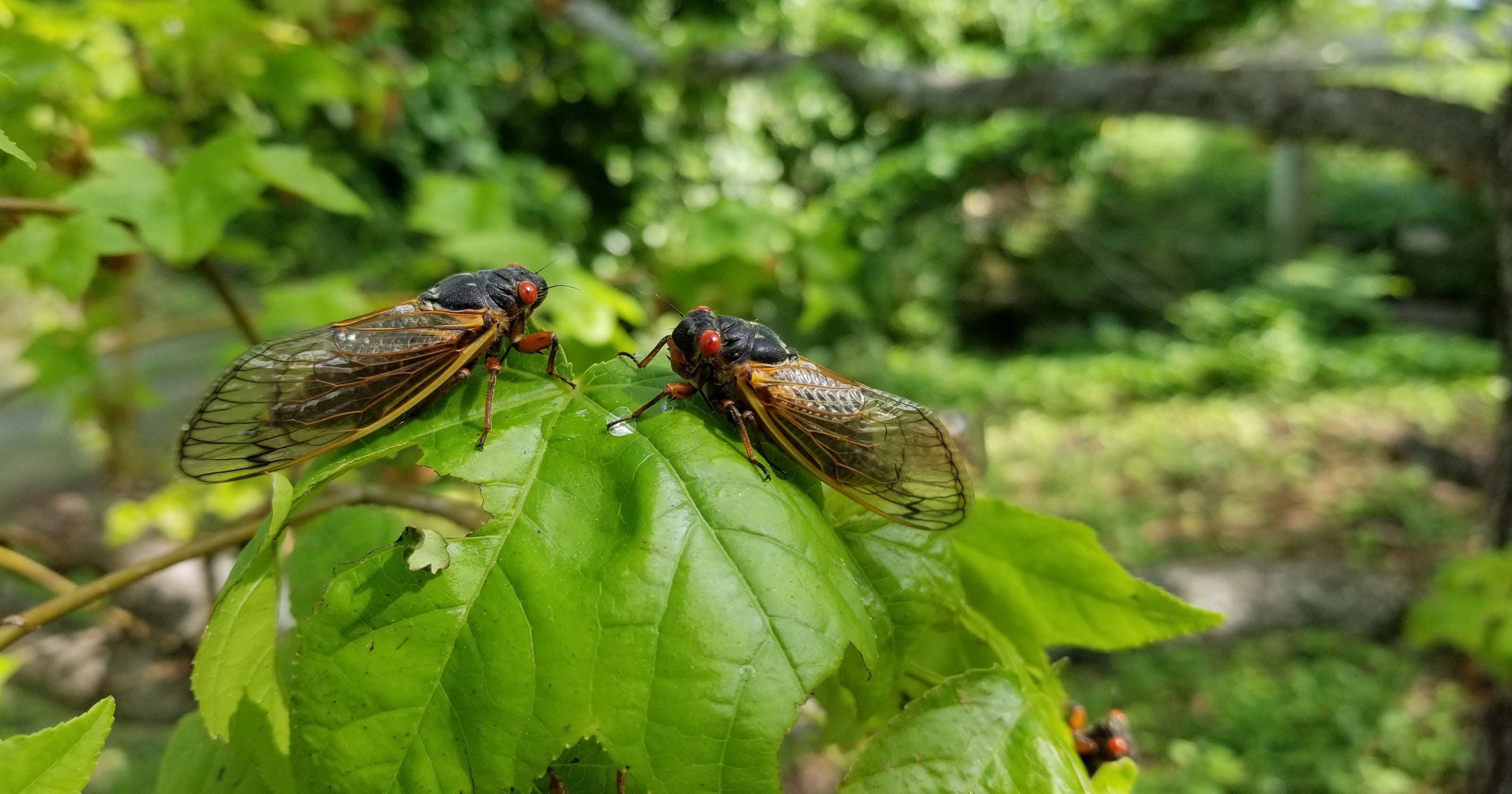 Image result for cicada