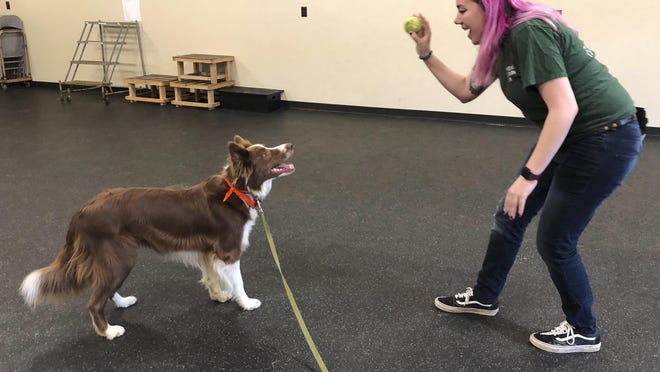 Student trainer Samantha Springstead works with Finn, a border collie at the State University of New York, Cobleskill, in Cobleskill, N.Y. The four-year program in "canine training and management" officially launches in the fall of 2019.