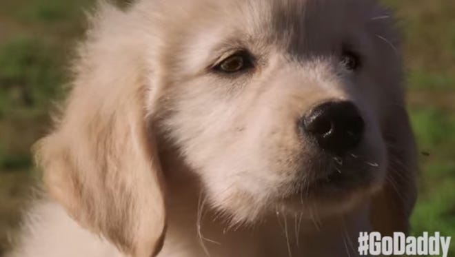 That face! Don't worry, GoDaddy hasn't gone soft with its new Super Bowl Commercial featuring this puppy.