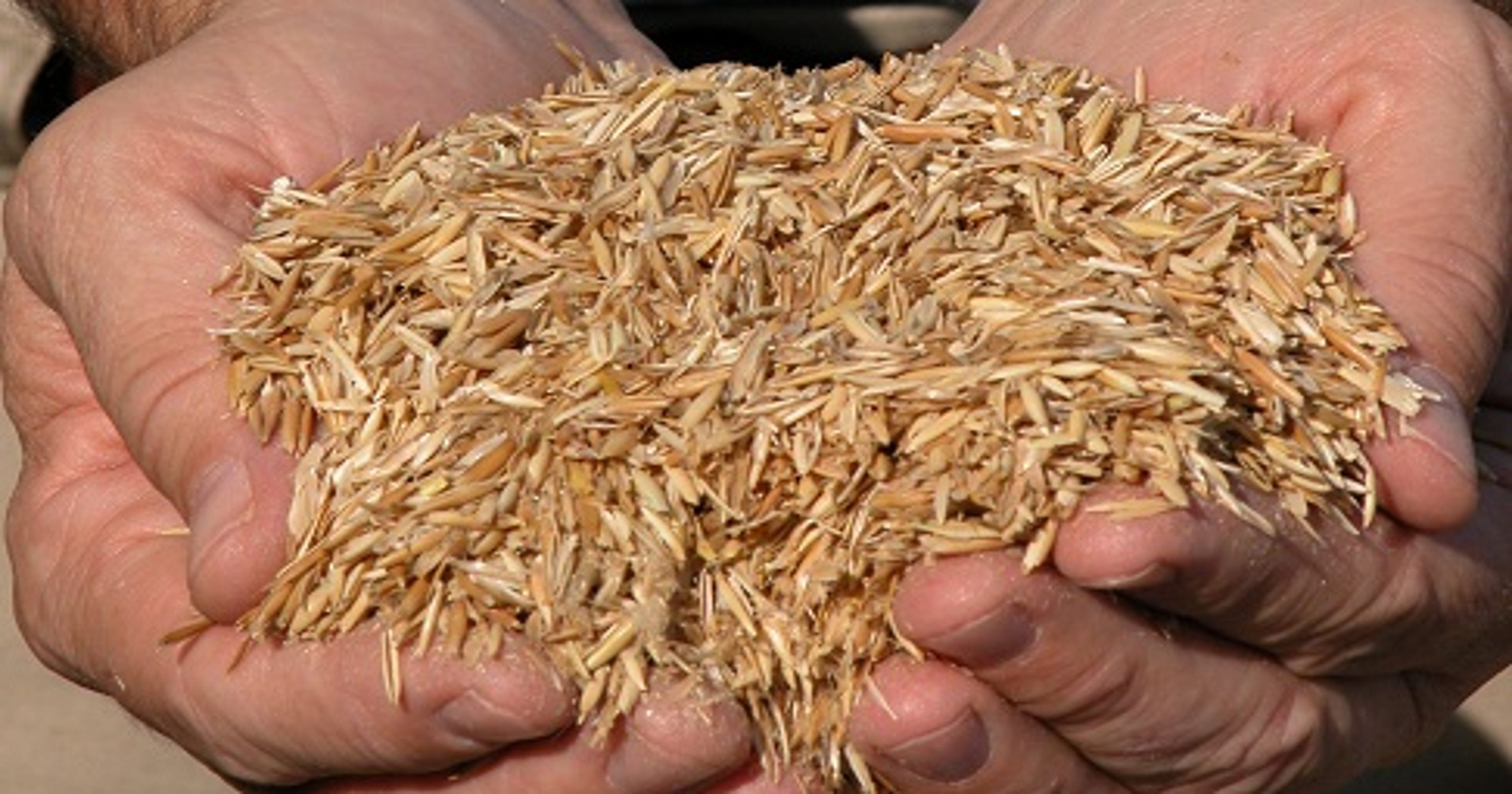 UI study finds benefits in burning oat hulls for thermal energy