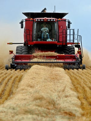 A combine drives over wind rows of winter wheat near Big Sandy.