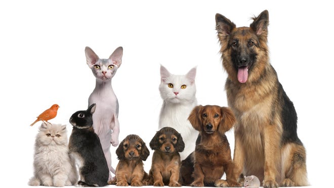 Group of pets: dog, cat, bird, rabbit