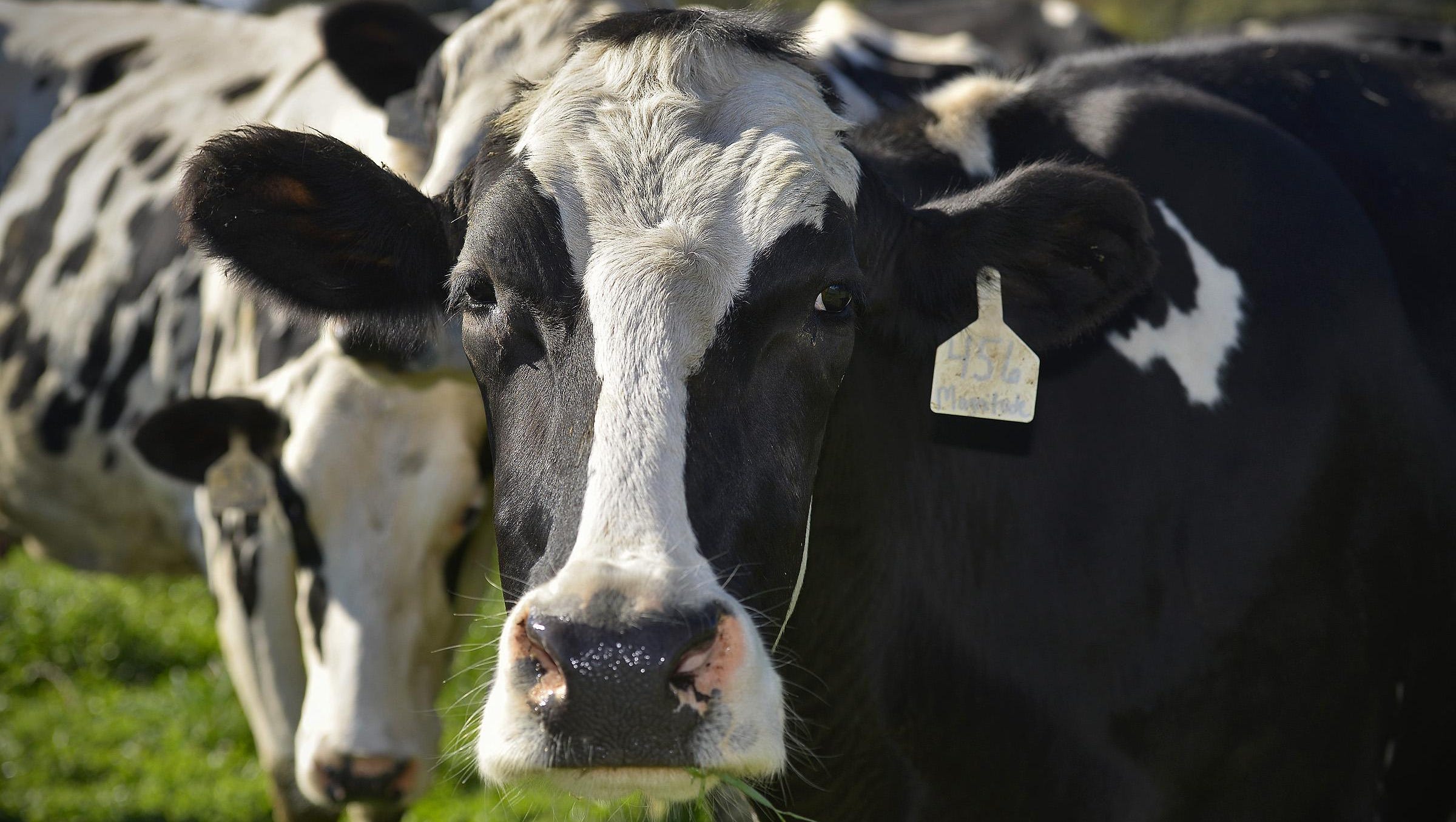 Minnesota dairy farm with highestquality milk sold its herd