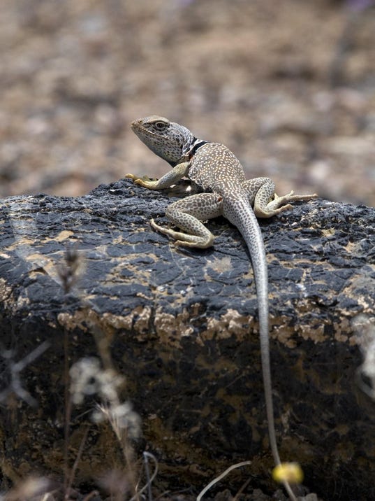 Lizards losing their tail not without cost